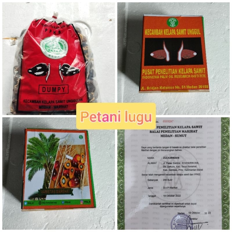 bibit kecambah polong sawit marihat dumpy dxp medan