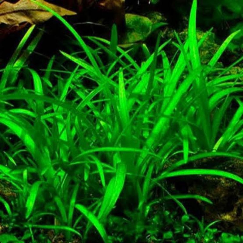 15 batang Sagitaria subulata dwarf - Tanaman karpet Aquascape Low Co2 - Easy Tumbuhan Air