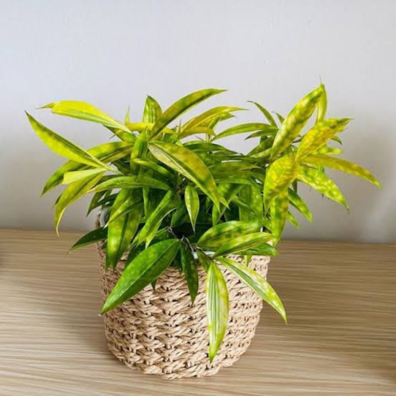 Bambu Dracena Jepang - Bambu dracena golden - Bambu Hoki