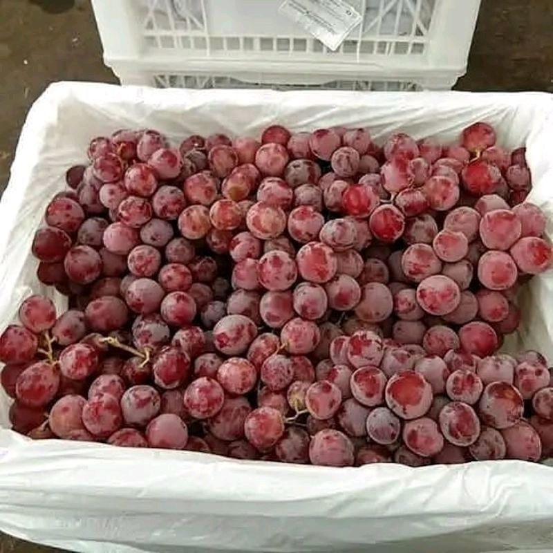

ANGGUR MERAH FRESH BUAH ANGGUR MERAH PREMIUM