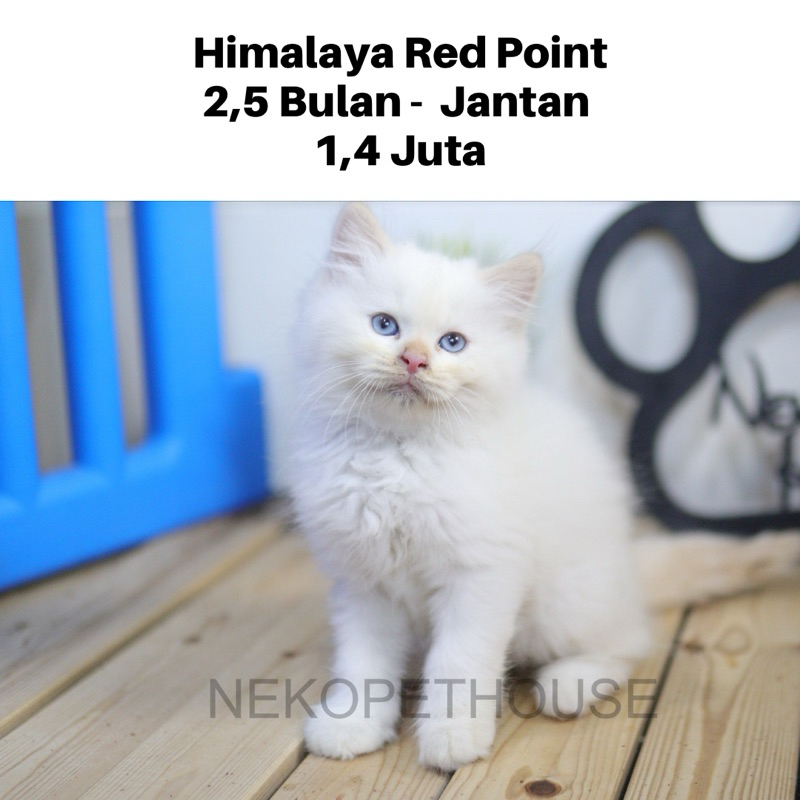 Himalaya Red Point Anak Kucing Kitten