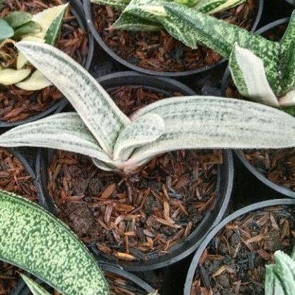 kaktus sukulent// gasteria batesiana varigata putih