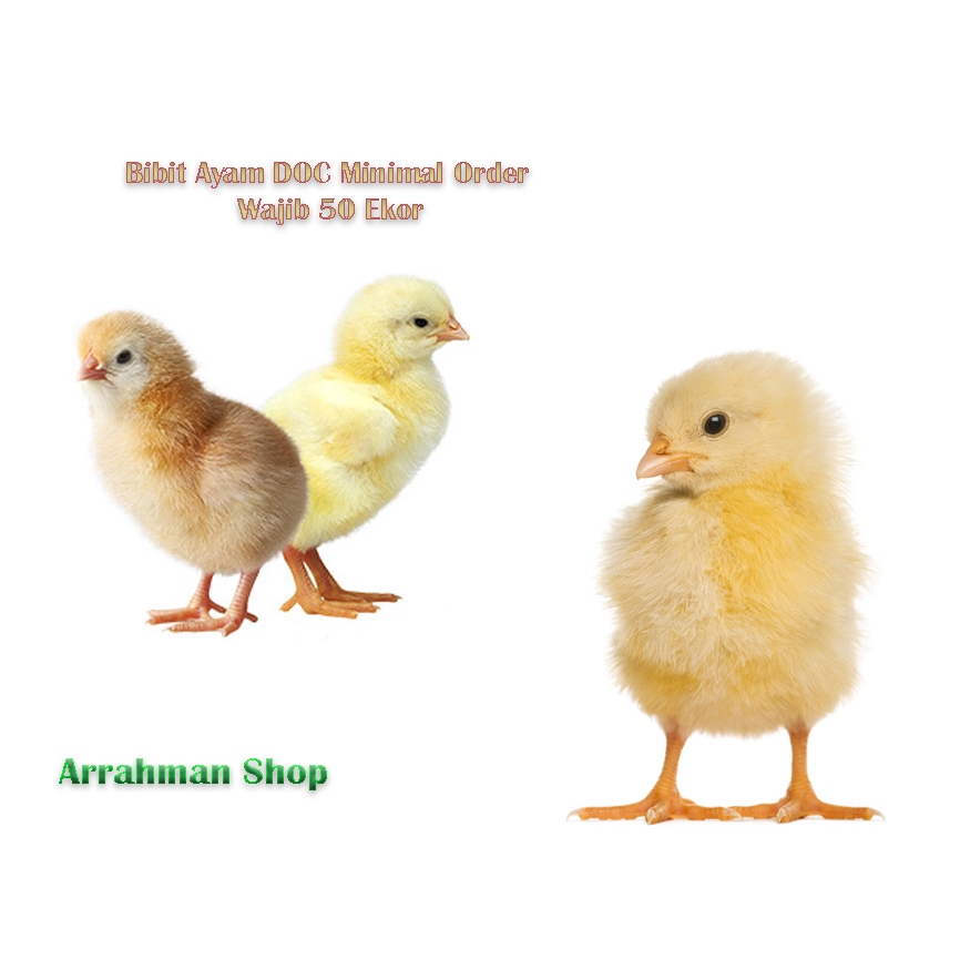 Bibit Ayam - anak Ayam DOC Broiler Ayam Potong ayam lucu mainan anak wajib instant gojek