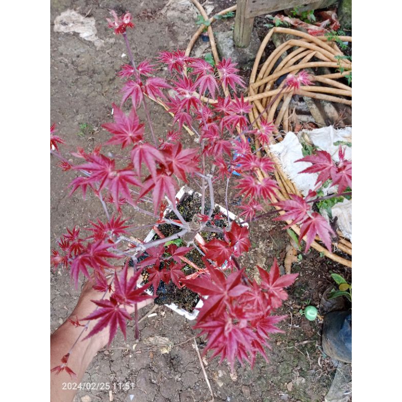 Japanese Red Maple/Maple Jepang Tinggi 30 cm