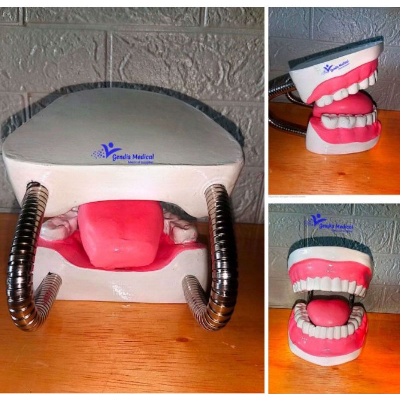phantom manikin gigi anak