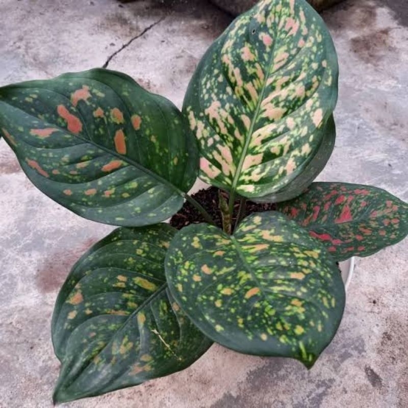 aglonema ruby ciangmay