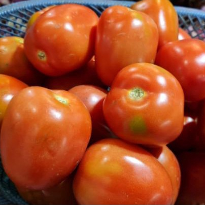 

Tomat Merah / Tomat Murah