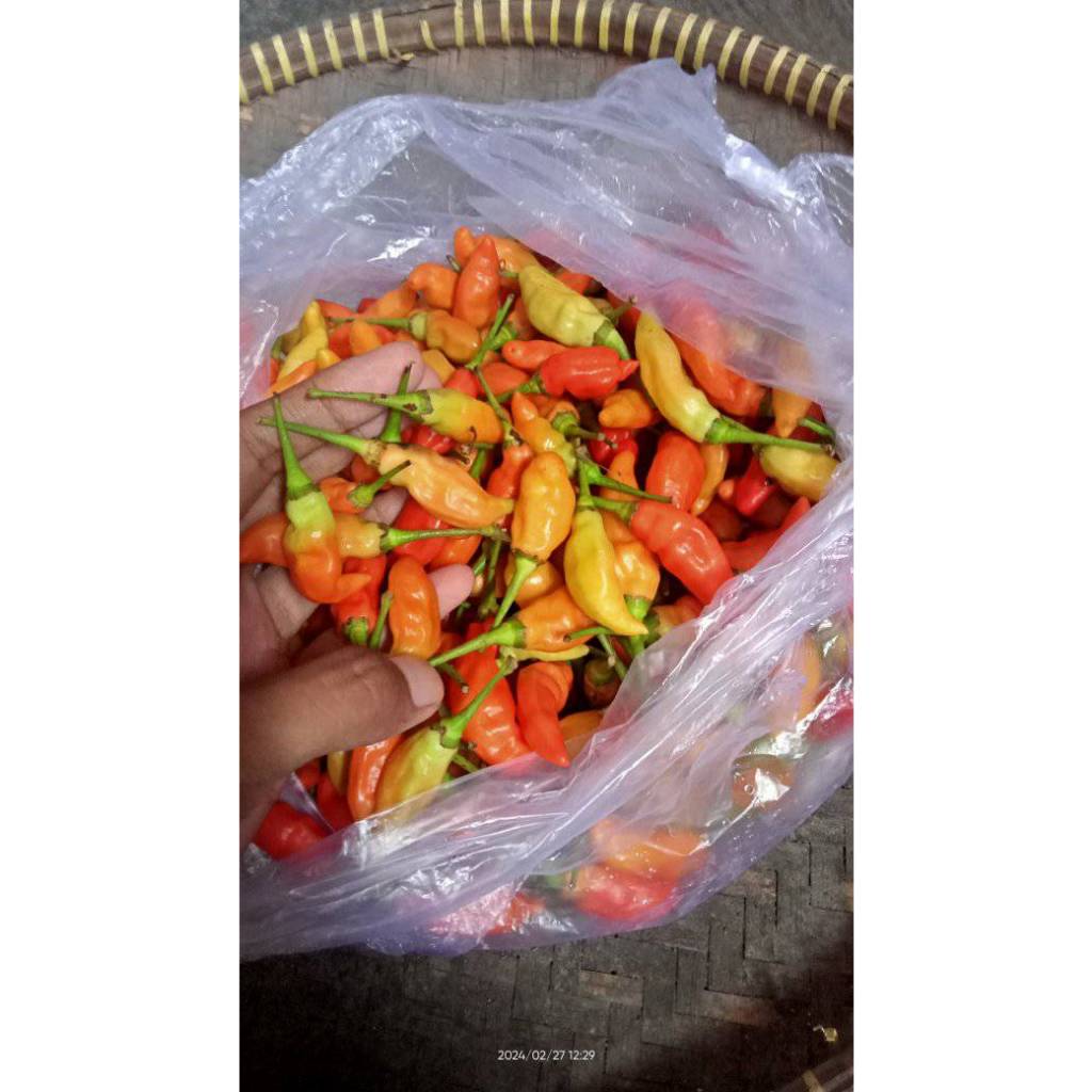 

Cabai Rawit Pedas Segar 1 Kg