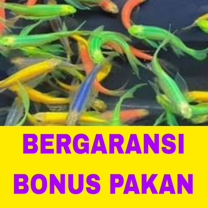 ikan hias danio slayer isi 15 bergaransi