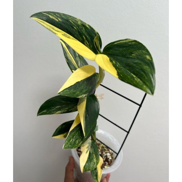 Tanaman Monstera Standleyana Variegata - Philodendron Standleyana Variegata Kuning