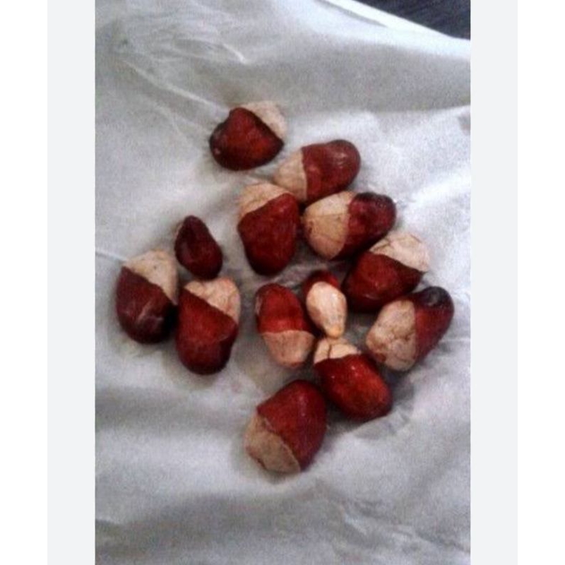 bibit benih biji buah matoa merah