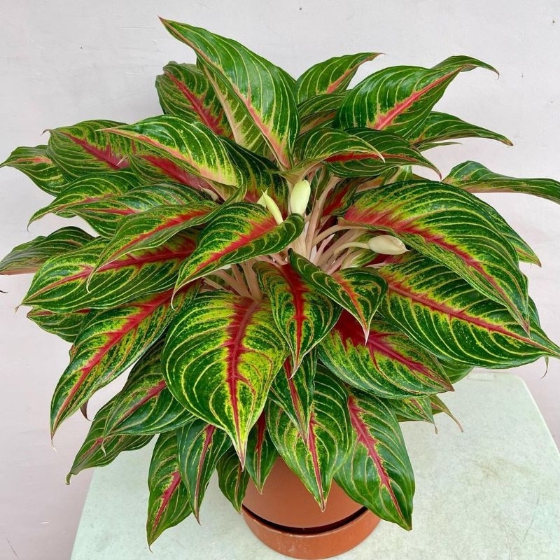 ( BISA COD ) Aglonema Red Sunset Merah Mutasi Tanaman Hias Aglonema Aglaonema Red Sunset Merah Mutas