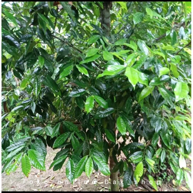 

Daun pala segar ukuran 1kg