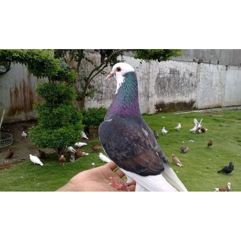 merpati balap plontang jantanan player