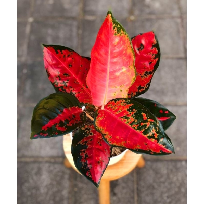 Tanaman Hias Aglonema Suksom Batik Culture Bunga Hias Aglonema Aglaonema Suksom Batik Culture Murah 