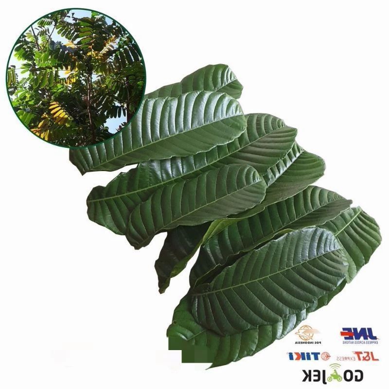 

daun matoa segar 100g