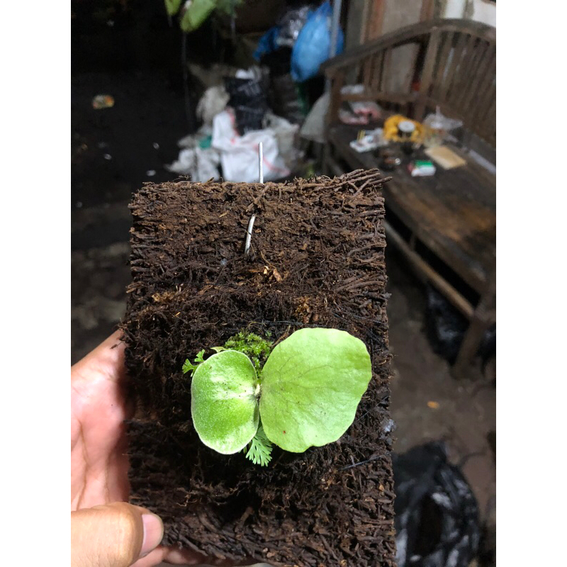 PLATYCERIUM ELEPHANTOTIS