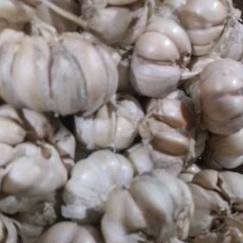 

Bawang putih kating 250gr