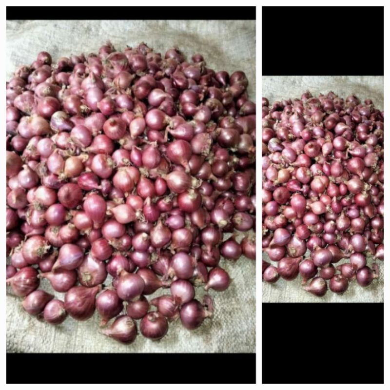 

bawang merah super