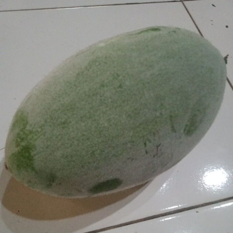 

Buah bligo kundur utuh glundungan beligo
