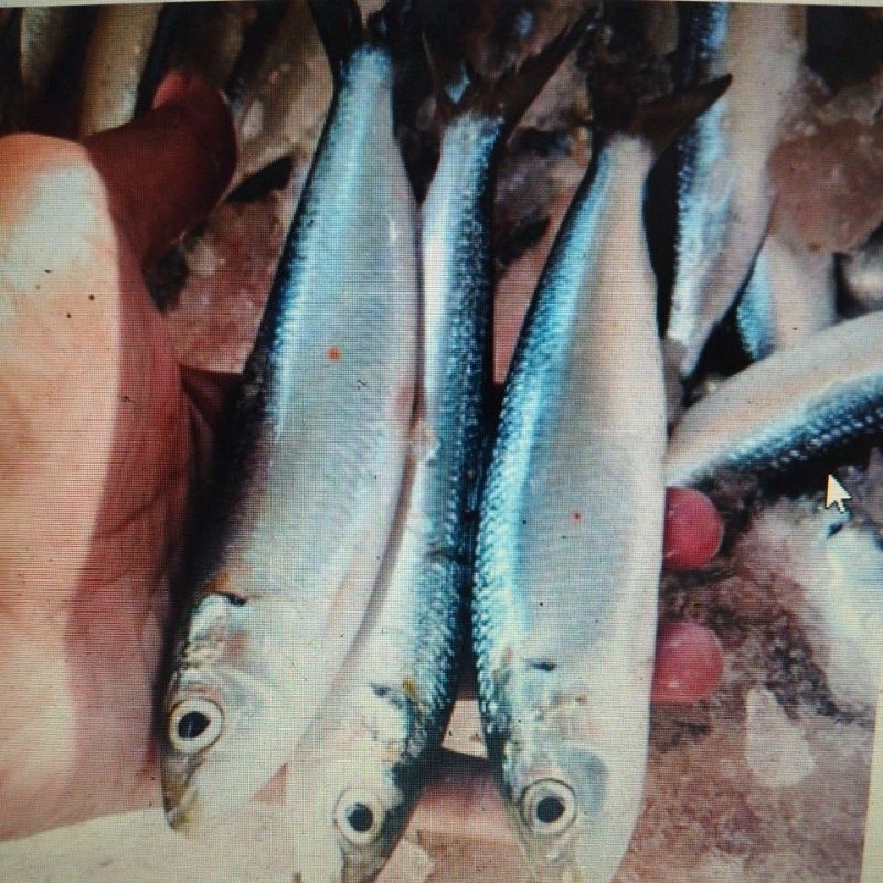 

Ikan Sarden Fresh Frozen 500gr