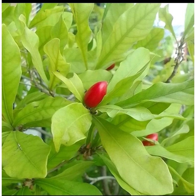

buah miracle