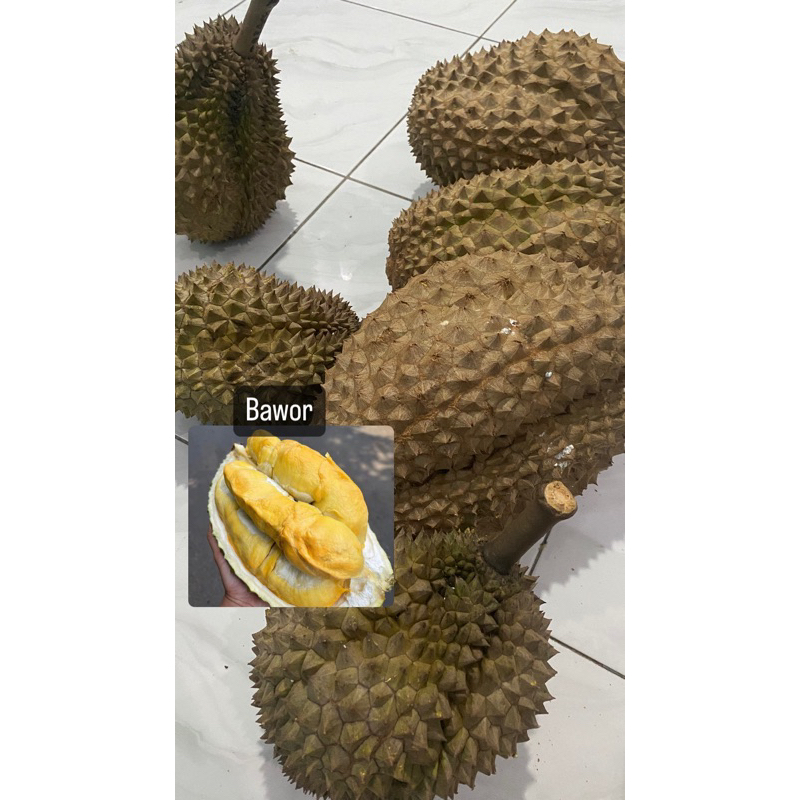 

BORONGAN PAKET BAWOR