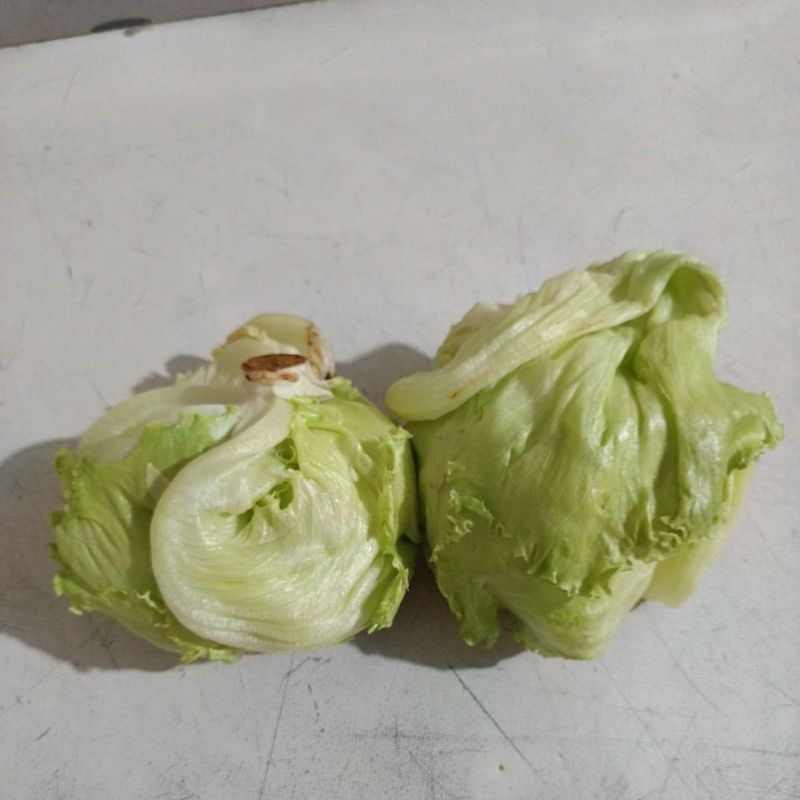 

Sayur Letus Per 1 Kg