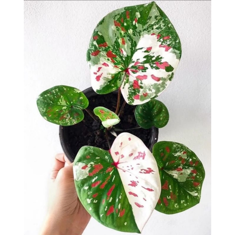 Caladium Seven Diamond-Tanaman Hias Keladi Bibit 2-3 Daun