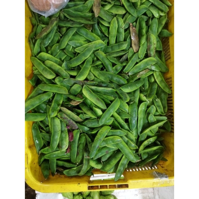 

Kacang koro