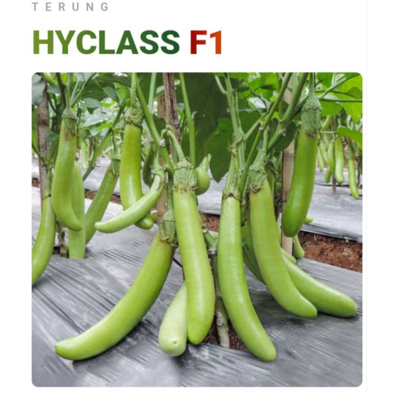 30 Biji Terong Hijau Hyclass F1 | Benih Terong Hijau | Bibit Terong Hijau