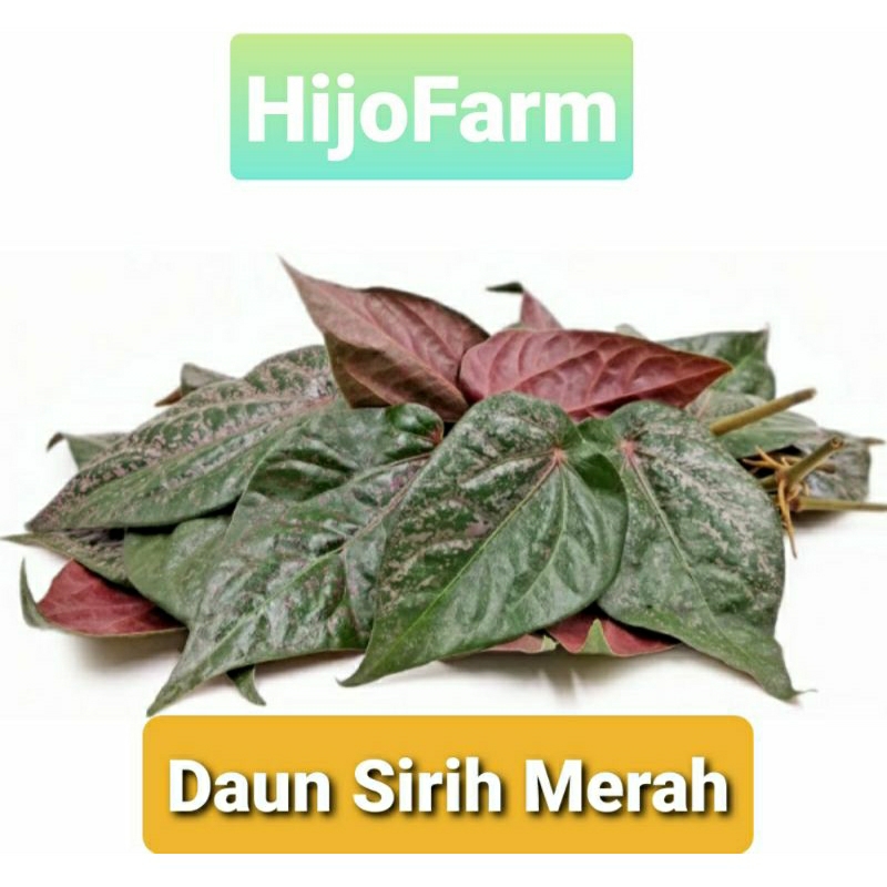 

Daun Sirih Merah 10 Lembar