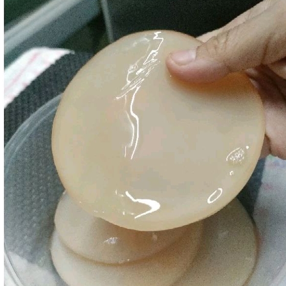 

2 Scoby Kombucha Diameter 8 cm tebal 0,5 cm. Hanya jamur Scoby saja. Tanpa Starter