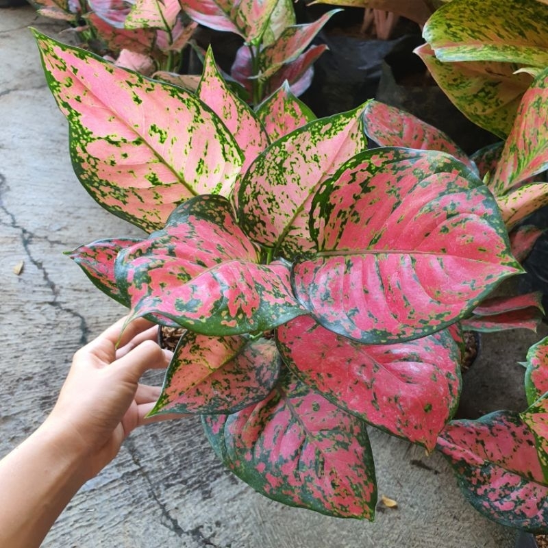 Aglaonema Dud Anjamani Rimbun / aglo dud anja tanaman hias aglonema daun merah jambu pink