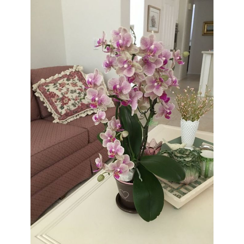 Anggrek Dendrobium Caesar Red Dewasa/spike serumpun