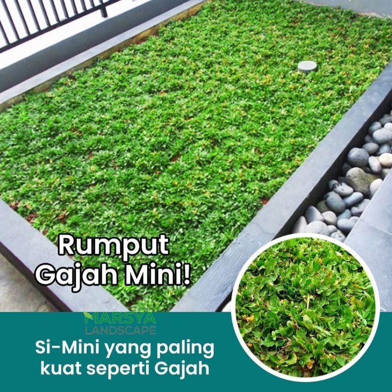 Rumput gajah mini rumput gajah mini per 1 meter persegi rumput taman