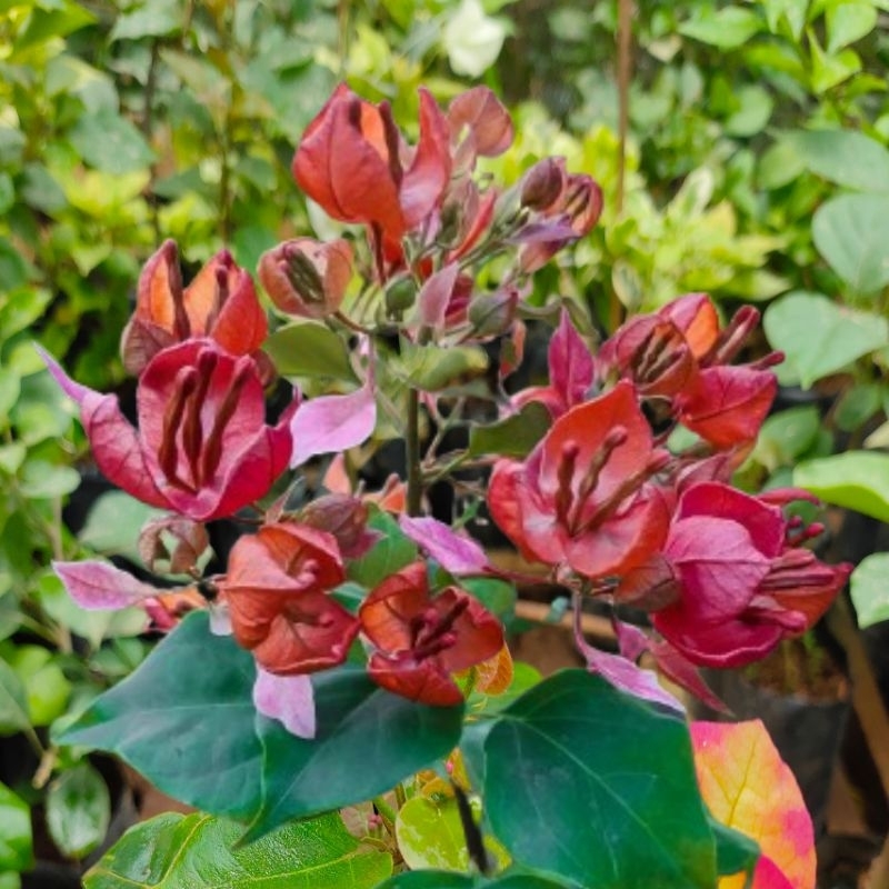 Bougenville Anggur Bugenvil Anggur Peacok Bugenvil Import