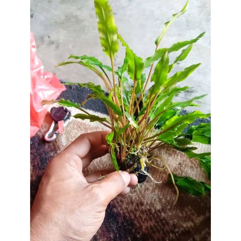 wabikusa cryptocoryne green