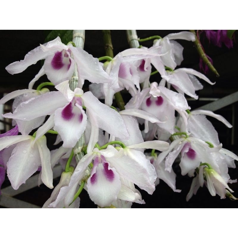 anggrek anosmum gigantea blue koleksi