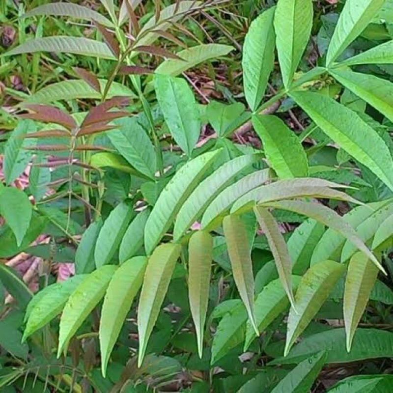 

DAUN SUNGKAI SEGAR BARU PETIK 100 gram