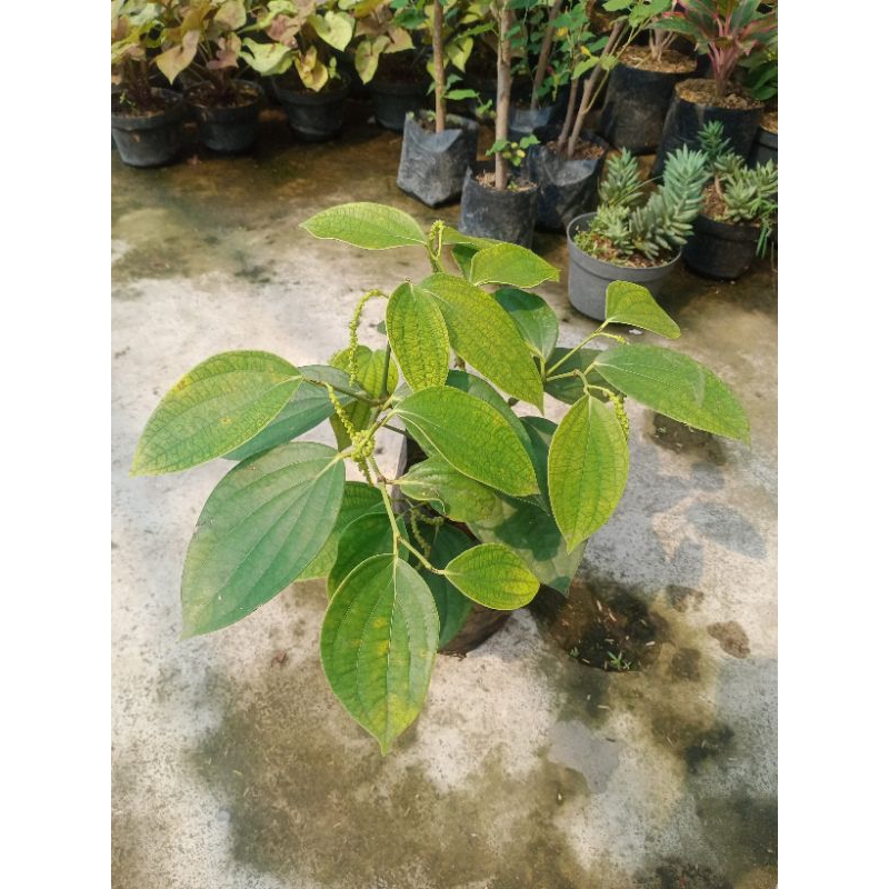 Bibit merica / lada perdu