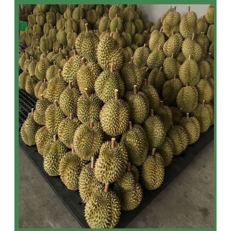 

DURIAN LOKAL TRENGGALEK TOP