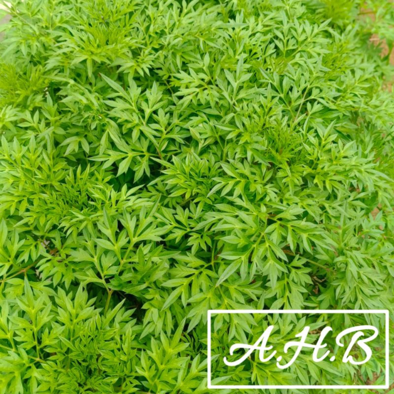 

Daun Kenikir Segar Fres Isi Per 1 Kg Organik