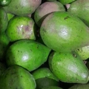 

Alpukat Mentega