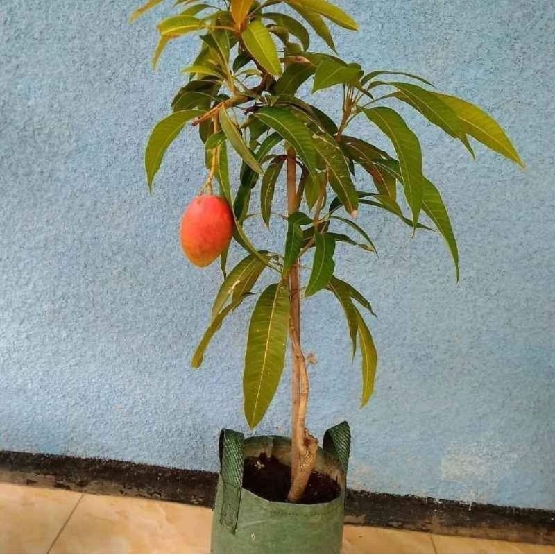 bisa cod MANGGA MIYAZAKI SUPER OKULASI CEPAT BERBUAH/Mangga miyazaki okulasi
