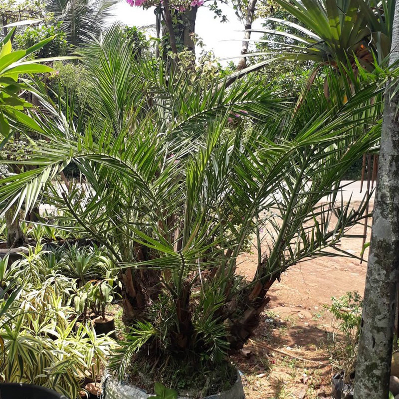Tanaman Hias Palm Kenari - Palm Kenari Murah