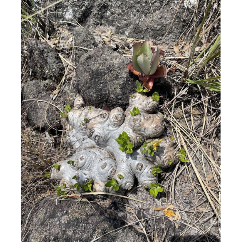 pachypodium brevicaule seed WILD Specimen