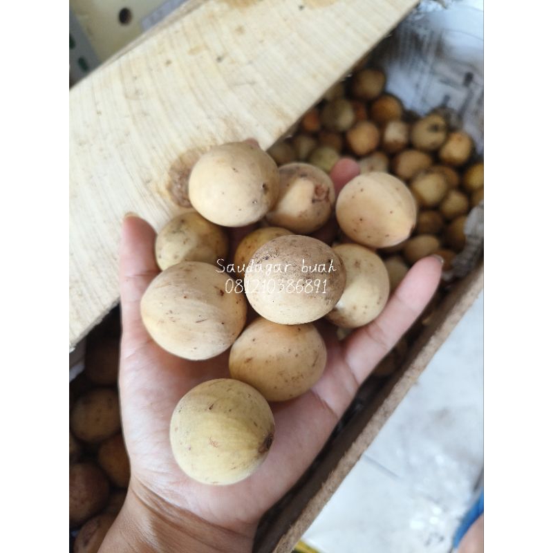 

BUAH DUKU SUPER MANIS GROSIR 1 KRAT