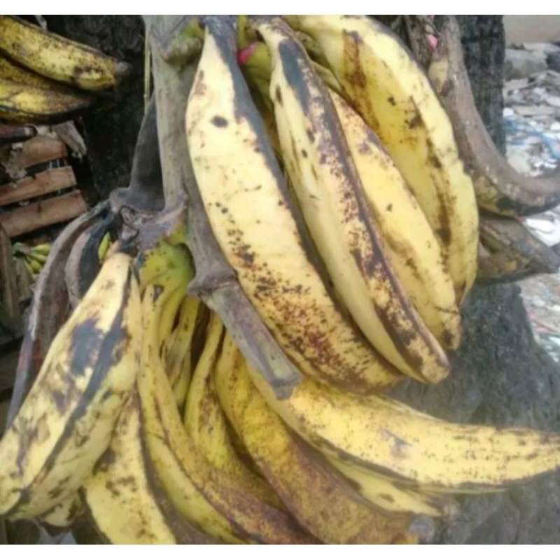 

pisang tanduk 3 pcs