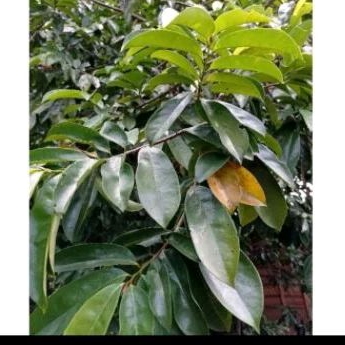 

daun sirsak segar murah 500g